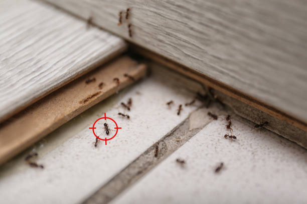 Best Affordable Pest Control Services  in Hendersonville, TN