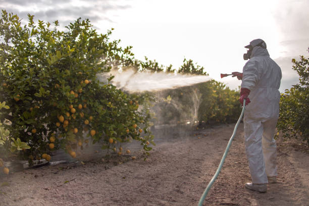 Wasp Removal Services in Hendersonville, TN
